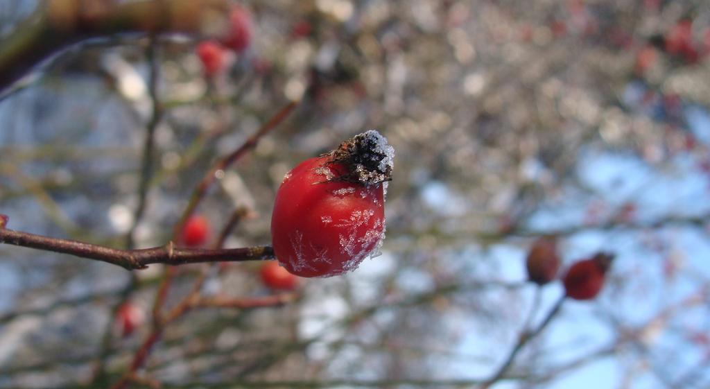 Pokoje Goscinne Arnika Gorska Schreiberhau Exterior foto